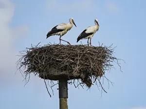 Category Wildlife DE Prints: A pair of white storks on their nest