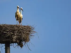 Category Wildlife DE Prints: A pair of white storks on their nest