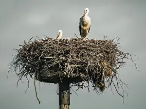 Category Wildlife DE Prints: A pair of white storks on their nest
