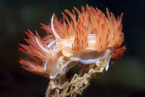 Pairing, Orange Geodiva Nudibranch (Geodiva banyulensis)