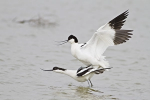 Pairing of two Pied Avocets (Recurvirostra avosetta)