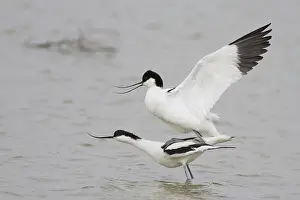 Pairing of two Pied Avocets (Recurvirostra avosetta)