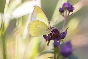 Palaeno sulphur (Colias palaeno)
