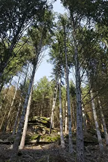 In the Palatinate Forest
