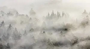 Palatinate forest in autumn, sunbeams shining through mist