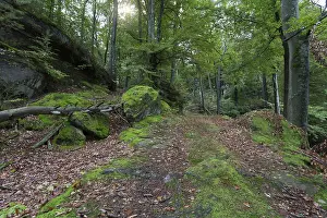 The Palatinate Forest in late summer