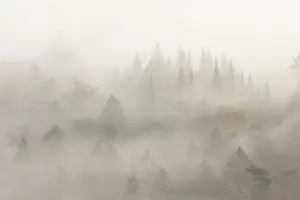 Palatinate Forest in morning mist
