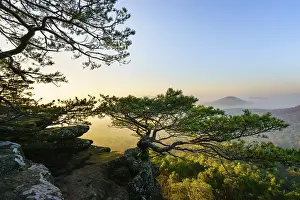 Palatinate Forest, morning mood