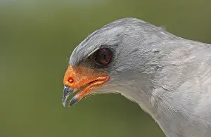 Pale Chanting-goshawk (Melierax canorus)