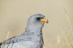 Pale-chanting Goshawk (Melierax canorus)
