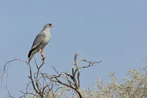 Pale chanting goshawk (Melierax canorus)