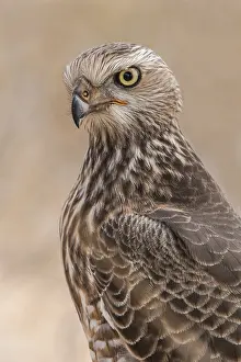 Pale Chanting Goshawk (Melierax canorus) juvenile