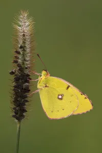 Pale Clouded Yellow (Colias hyale)