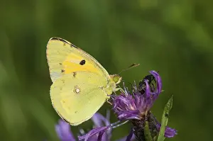 Pale Clouded Yellow (Colias hyale)