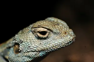 Pale Desert (Agama)