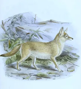 The pale fox (Vulpes pallida), Historical