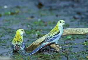 Pale-headed Rosella, Pale-headed Rosella