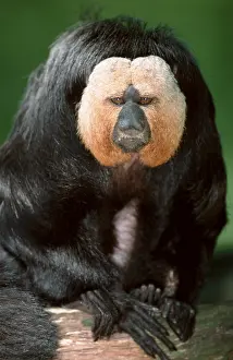 Pale-headed Saki, male (Pithecia pithecia)