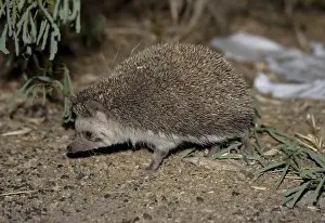 Pale Hedgehog (Paraechinus micropus)