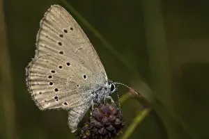 Pale meadow blue (Phengaris teleius)