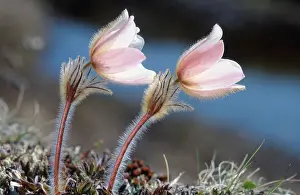 Pale Pasque Flower, Dovre Fjell