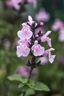 Pale pink sage (Salvia) (Naomy Tree)