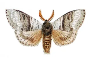 Pale tussock (Dasychira pudibunda)