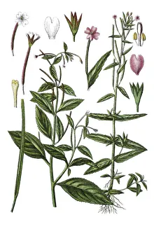 Pale willowherb (Epilobium roseum) on the left
