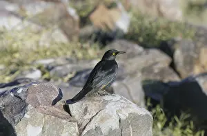 Pale-winged Starling (Onychognathus nabouroup)