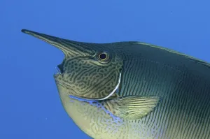 Palefin Unicornfish (Naso brevirostris)