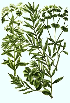 Palisade spurge (Euphorbia) characias