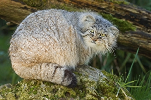 Pallas cat (Felis manul) adult