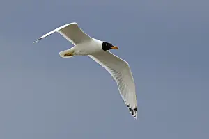 Pallas's gull (Ichthyaetus ichthyaetus) in flight