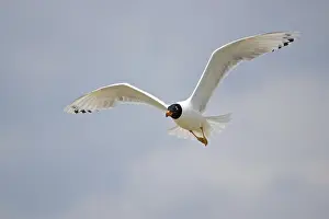 Pallas's gull (Ichthyaetus ichthyaetus) in flight