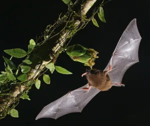 Pallas's long-tongued bat (Glossophaga soricina)