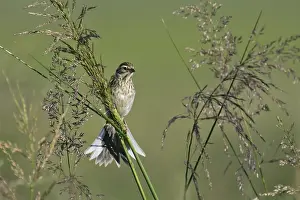 Pallas's Reed Bunting (Emberiza pallasi) juvenile