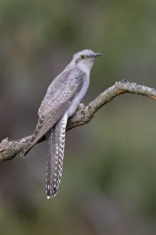 Pallid Cuckoo (Cacomantis pallidus)