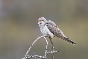 Pallid Cuckoo (Cacomantis pallidus) calling