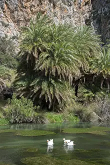 Palm beach of Preveli, Megalopotamos or Kourtaliotis stream