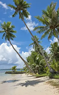 Palm beach with tall coconut palms (Cocos nucifera) on the Pacific coast