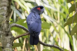Palm Cockatoo (Probosciger aterrimus)