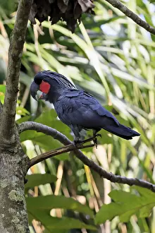 Palm Cockatoo (Probosciger aterrimus)
