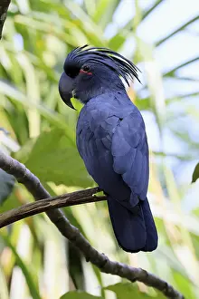 Palm Cockatoo (Probosciger aterrimus)