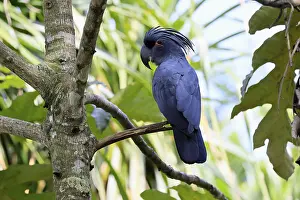 Palm Cockatoo (Probosciger aterrimus)