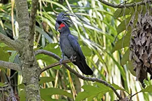 Palm Cockatoo (Probosciger aterrimus)