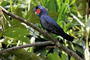 Palm Cockatoo (Probosciger aterrimus)