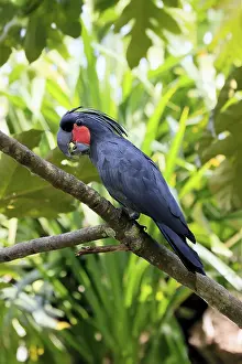 Palm Cockatoo (Probosciger aterrimus)