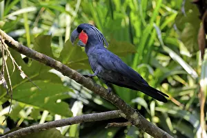 Palm Cockatoo (Probosciger aterrimus)
