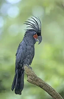 Palm Cockatoo (Probosciger aterrimus), perched