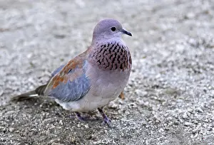 Palm dove, S